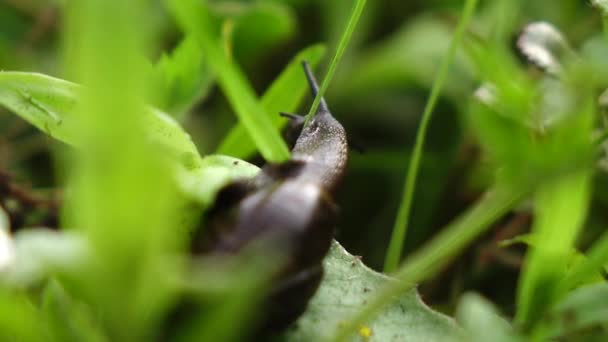Zbliżenie ślimaka ślizgającego się na zielonym liściu. — Wideo stockowe