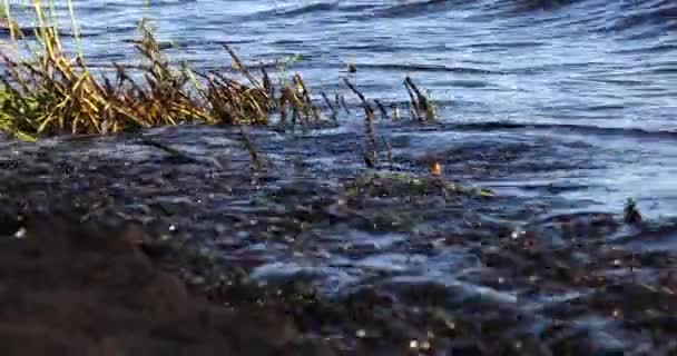 Poluição por petróleo perto da costa do mar.Ecologia. Poluição ambiental. — Vídeo de Stock