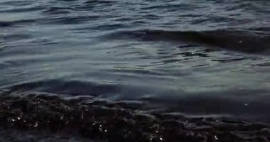 Deniz kıyısı yakınlarında petrol kirliliği. Ekoloji. Çevre kirliliği.