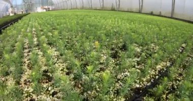 Bitkiler ve ağaçlar için bir sera. Çam ve ladin fidanlı modern büyük bir sera..