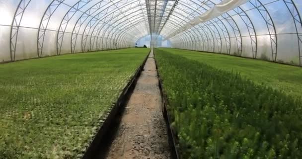 Un invernadero para el cultivo de plantas y árboles. Un gran invernadero moderno con abeto y plantones de pino. — Vídeos de Stock