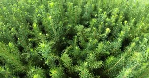 植物や木を育てるための温室。トウヒと松の実生の近代的な大規模な温室. — ストック動画