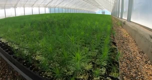 Un invernadero para el cultivo de plantas y árboles. Un gran invernadero moderno con abeto y plantones de pino. — Vídeo de stock