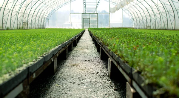 Un invernadero para el cultivo de plantas y árboles. Un gran invernadero moderno con abeto y plantones de pino. — Foto de Stock