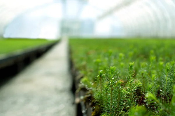 Un invernadero para el cultivo de plantas y árboles. Un gran invernadero moderno con abeto y plantones de pino. — Foto de Stock