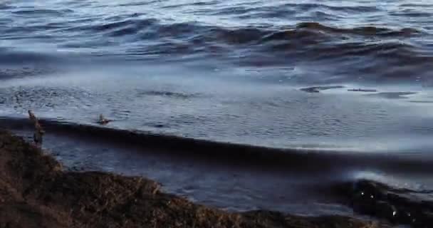 Poluição por petróleo perto da costa do mar.Ecologia. Poluição ambiental. — Vídeo de Stock