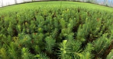 Bitkiler ve ağaçlar için bir sera. Çam ve ladin fidanlı modern büyük bir sera..