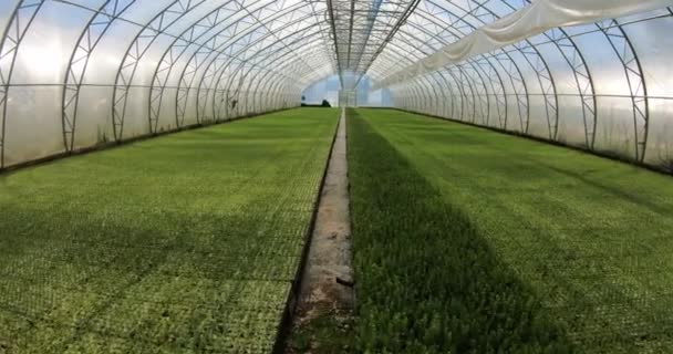 Un invernadero para el cultivo de plantas y árboles. Un gran invernadero moderno con abeto y plantones de pino. — Vídeos de Stock