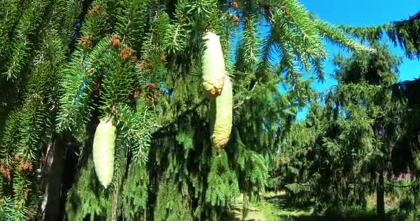 Fir cones on a branch, close-up. Pine nursery. — Stockvideo