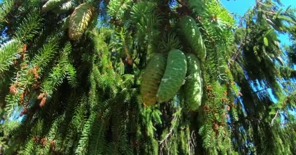 Fir cones on a branch, close-up. Pine nursery. — Vídeos de Stock