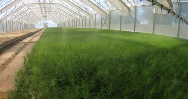 Un invernadero para el cultivo de plantas y árboles. Tecnología de riego en el invernadero. — Vídeo de stock