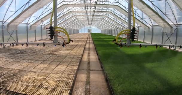 A greenhouse for growing plants and trees. Irrigation technology in the greenhouse. — Stock Video