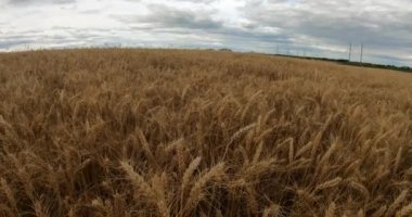 Yaz günü bir buğday tarlası. Buğday kulakları hafif rüzgarda sallanıyor..