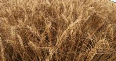 Yaz günü bir buğday tarlası. Buğday kulakları hafif rüzgarda sallanıyor..