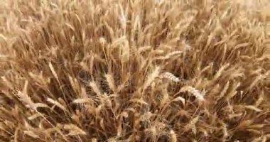 Yaz günü bir buğday tarlası. Buğday kulakları hafif rüzgarda sallanıyor..