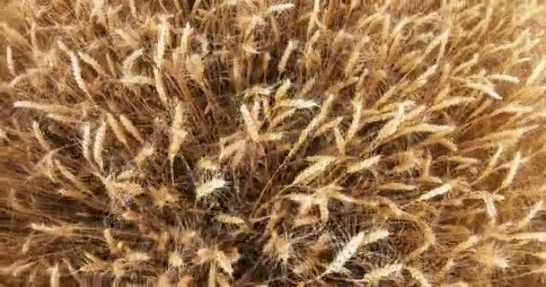 Een tarweveld op een zomerdag. De oren van tarwe zwaaien in de lichte wind. — Stockvideo