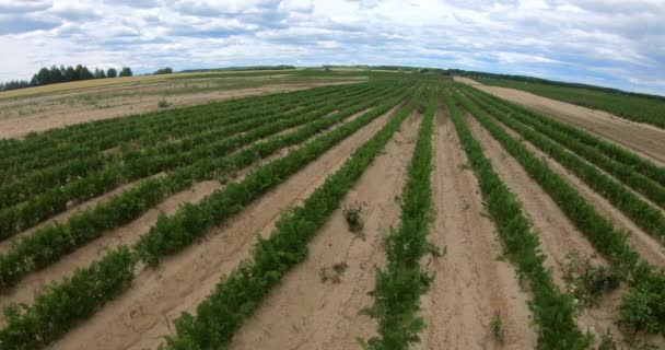 Un campo donde se cultivan plantaciones de zanahorias. Líneas vegetales. — Vídeo de stock