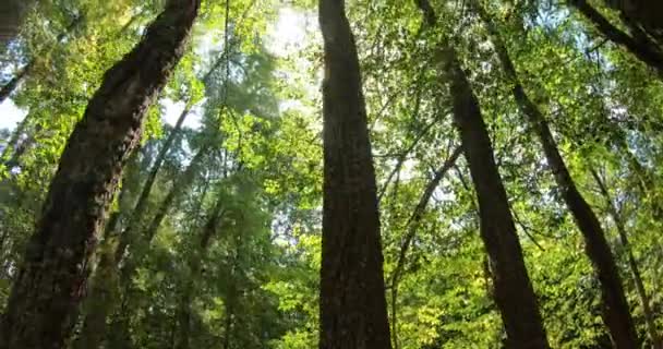 Limetky v parku. Slunce svítí a proniká zeleným listím kvetoucího limetníku. — Stock video