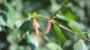 Ağaçların yemyeşil yaprakları arasında huş ağaçları toplanır. Yüksek kaliteli FullHD görüntüler