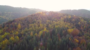 Dağlık bir bölgede renkli bir sonbahar ormanı. Güneşli bir gün. Sonbahar mevsiminde ormanın havadan görünüşü. Sonbahar manzarası. Yüksek kalite 4K görüntü. Yüksek kalite 4k görüntü