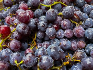 Olgun siyah üzümler ve meyvelerin üzerine su damlaları. Makro. Yüksek kalite fotoğraf