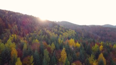 Tepelere bakan bir dron ağaçların üzerinde uçuyor. Yüksek kalite 4k görüntü