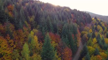 Güzel renklerde insansız hava aracı tarafından yakalanan yoğun sonbahar orman tepe örtüsünün havadan görüntüsü. Yüksek kalite 4k görüntü