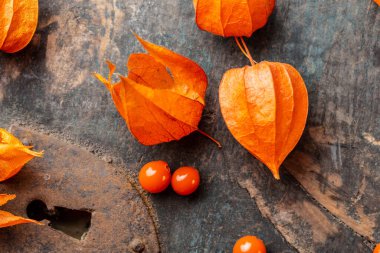 Physalis Peruviana meyvesi. Physalis physalis, altın bektaşi üzümü.
