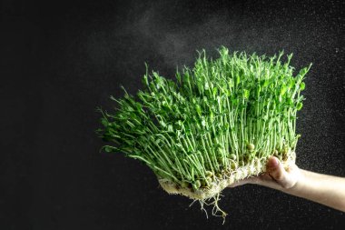 Bezelye mikro yeşillikleri donmuş hareket halinde su damlalarıyla kadın ellerinde filizlenir. Çiğ lahanalar, mikroyeşiller, sağlıklı beslenme konsepti..