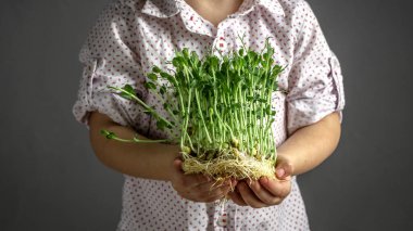çocukların ellerinde mikroyeşil lahanalar çiğ lahanalar, mikro yeşiller. Bezelye. Evdeki küçük bahçıvan. sağlıklı yeme kavramı.