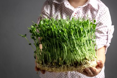 Çocukların elleri mikroyeşil bezelye filizlerini tutuyor. Çocuk ellerinde filizler. Vegan ve sağlıklı beslenme konsepti.