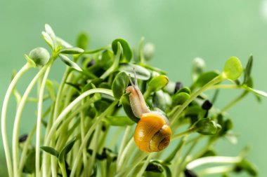 Sarı salyangozlu mikro yeşiller. Mikro ayçiçeği filizleniyor, mikro yeşiller kapanıyor.,