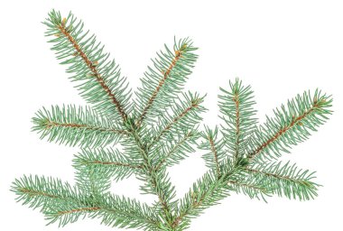 Green fir tree branch isolated on white background, natural evergreen spruce for Christmas decoration.