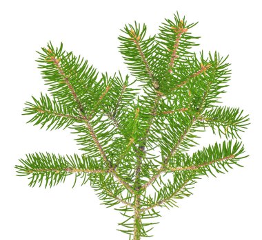 Green fir tree branch isolated on white background, natural evergreen spruce twig for Christmas decoration.
