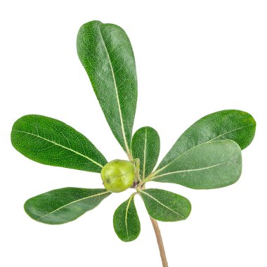 Isolated tropical green leaf branch with a small round fruit on a white background. Detailed botanical texture with visible leaf veins, natural colors, and clean studio lighting