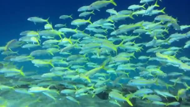 Школа риб у морі — стокове відео