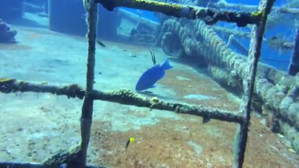 Wrack in Bahamas-Nassau — Stockvideo