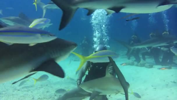 Buceo con tiburones en el océano — Vídeo de stock