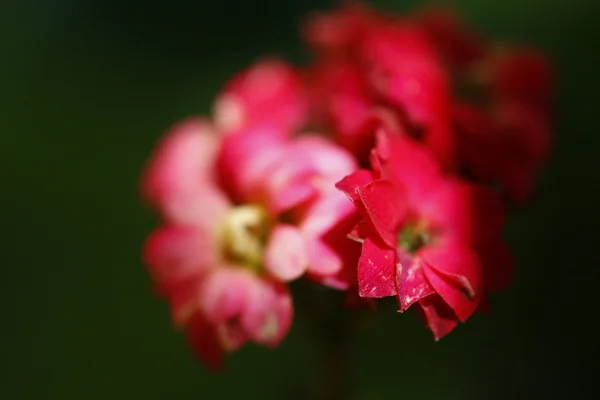 Flores em makro — Stockfoto