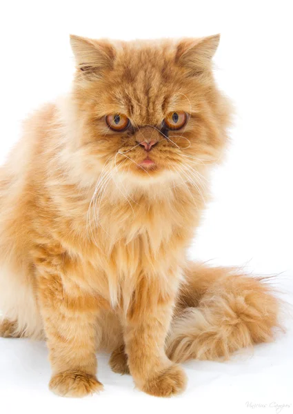 Η εγχώρια Περσική γάτα Royalty Free Εικόνες Αρχείου