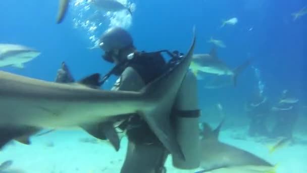 Buceo con tiburones en el océano — Vídeo de stock