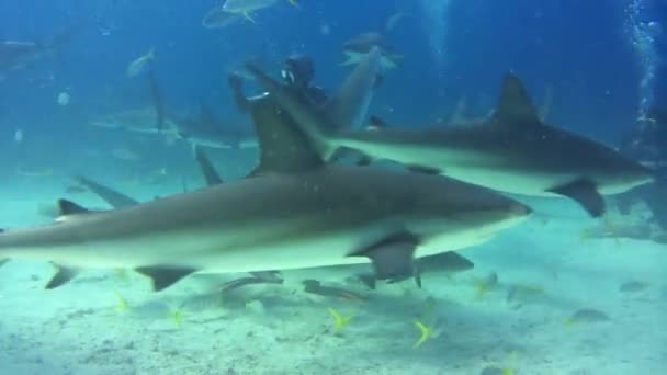 Buceo con tiburones en el océano — Vídeos de Stock