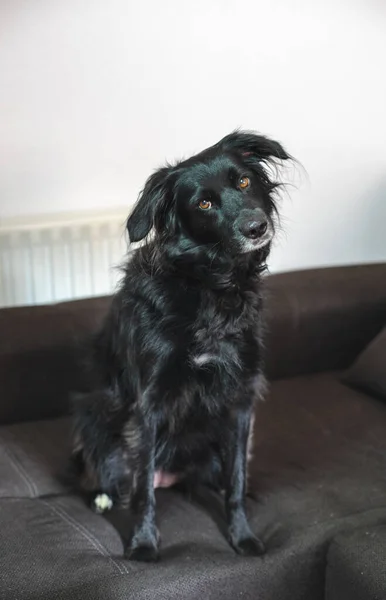 Hermoso Perro Negro Elegantemente Sentado Sofá Casa Frontera Collie Mezcla — Foto de Stock