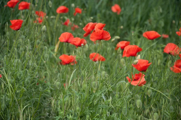 Rode bloemen — Stockfoto