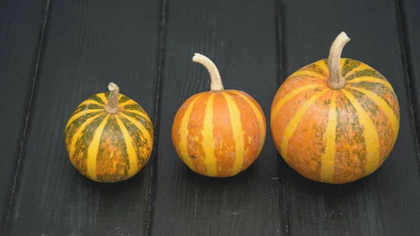 Beautiful Juicy Fresh Small Pumpkin — Stock Photo, Image