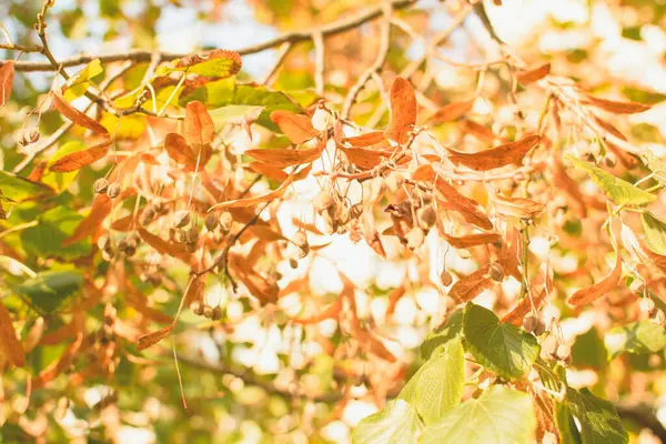 Hermosas Hojas Amarillentas Otoño Árbol — Foto de Stock