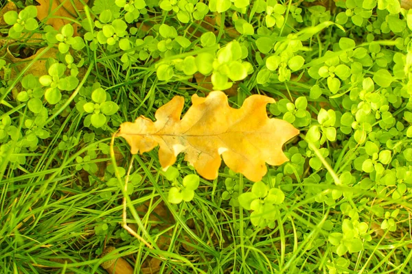 Schöne Vergilbte Blätter Herbst Auf Einem Baum — Stockfoto