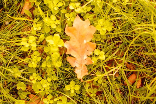 秋天树上美丽的黄叶 — 图库照片