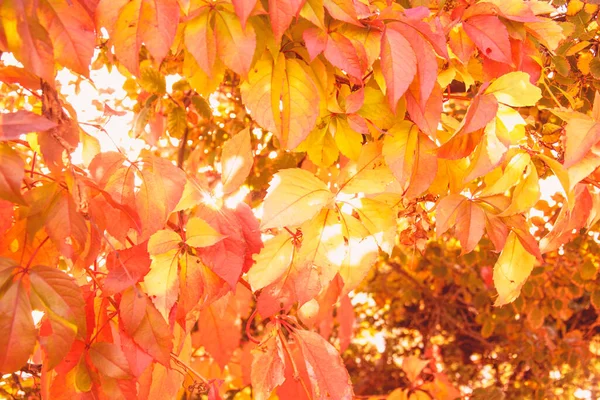 Autunno Bellissimo Sfondo Foglie Gialle — Foto Stock