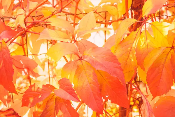 Herbst Schönen Hintergrund Der Gelben Blätter — Stockfoto